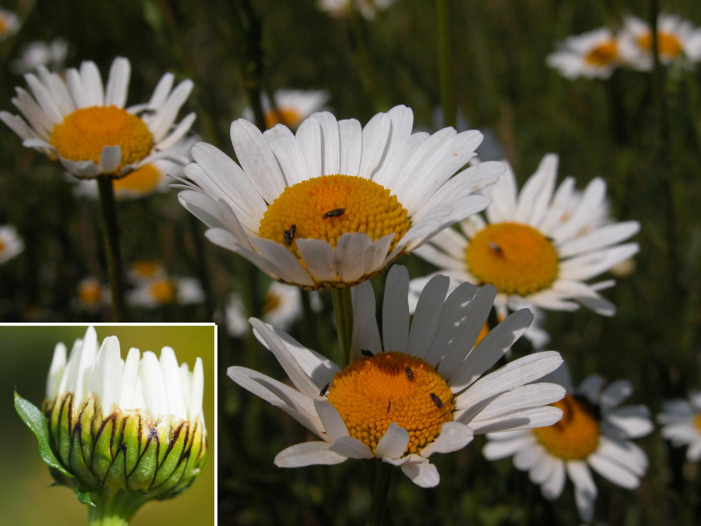 Ox-eye daisy flower